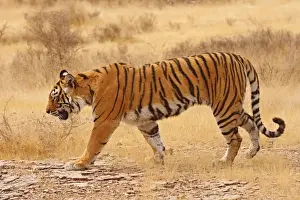 Royal Bengal / Indian Tiger walking around grassland. Ranthambhor National Park - India