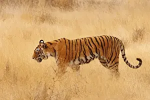Royal Bengal / Indian Tiger walking around grassland. Ranthambhor National Park - India