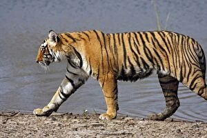 Images Dated 10th March 2008: Royal Bengal / Indian Tiger walking by Rajbagh Lake, Ranthambhor National Park, India