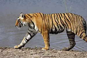Royal Bengal / Indian Tiger walking by Rajbagh Lake, Ranthambhor National Park, India
