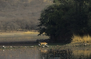 Royal Bengal / Indian Tiger - on way to Rajbagh Palace, this photo shows every kind of habitat in Ranthambhore the wetland, the grassland, the green jungle, the dried jungle, the fort and Tiger Royal Bengal / Indian Tiger - on way to Rajbagh Palace, this photo shows every kind of habitat in Ranthambhore the wetland, the grassland, the green jungle, the dried jungle, the fort and Tiger