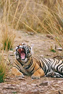 Jaws Prints: Royal Bengal / Indian Tiger yawning, Ranthambhor National Park, India