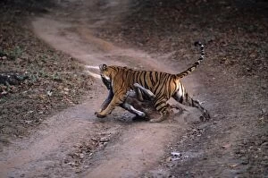 Royal Bengal / Indian Tigress - famous tigress