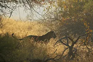 Bagh Prints: Royal Bengal Tiger in the bush, Ranthambhor National Park, India