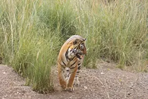 Searching Prints: Royal Bengal Tiger catching scent, Ranthambhor National Park, India
