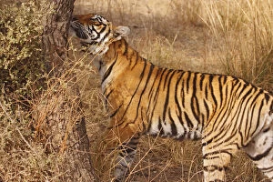 Smelling Gallery: Royal Bengal Tiger catching the scent, Ranthambhor