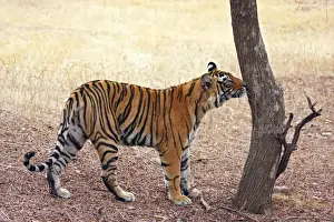 Royal Bengal Tiger catching the smell, Ranthambhor National Park, India