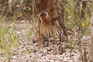 Images Dated 10th March 2008: Royal Bengal Tiger catching the smell, Ranthambhor National Park, India