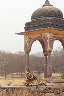 Royal Bengal Tiger at the cenotaph, Ranthambhor