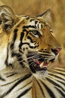 Royal Bengal Tiger - close up