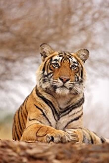 Images Dated 12th March 2008: Royal Bengal Tiger - a close up, Ranthambhor National Park, India
