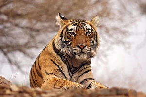 Images Dated 11th March 2011: Royal Bengal Tiger - a close up, Ranthambhor