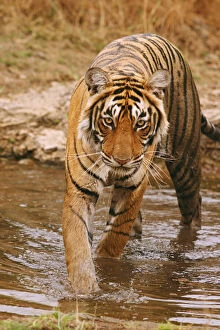 Royal Bengal Tiger coming out of jungle