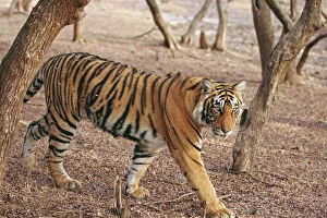 Royal Bengal Tiger coming out of woodland