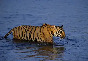 Royal Bengal Tiger crossing the river Ramganga, Corbett National Park, India