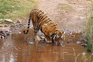 Royal Bengal Tiger drinking water at