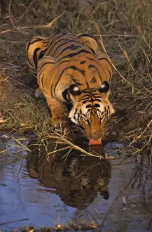 Crouching Prints: Royal Bengal Tiger drinking at the waterhole. Bandhavgarh National Park, India
