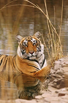 Royal Bengal Tiger in the forest pond, Ranthambhor