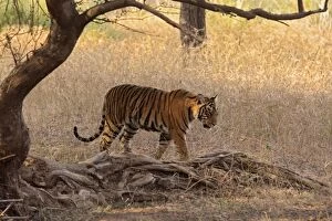 Royal Bengal Tiger in the grassland