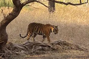 Royal Bengal Tiger in the grassland, Ranthambhor National Park, India