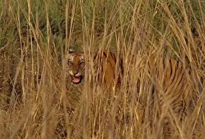 Tigress Prints: Royal Bengal Tiger - An injured tigress snarling, Corbett National Park, India