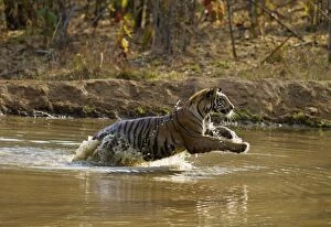 Royal Bengal Tiger - jumping through pond