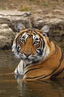 Royal Bengal Tiger in the jungle pond, Ranthambhor