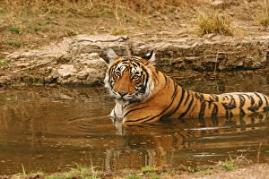 Images Dated 8th August 2012: Royal Bengal Tiger in the jungle pond, Ranthambhor