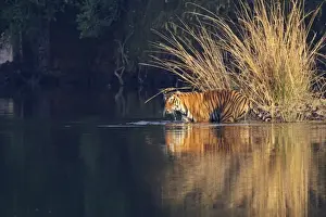 Bagh Prints: Royal Bengal Tiger in the Lake Rajbagh, Ranthambhor National Park, India