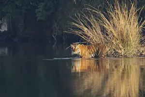 Bagh Prints: Royal Bengal Tiger in the lake Rajbagh, Ranthambhor National Park, India