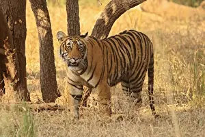 Looking Prints: Royal Bengal Tiger on look out for a kill, Ranthambhor National Park, India