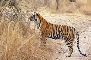 Royal Bengal Tiger on lookout for kill, Ranthambhor National Park, India