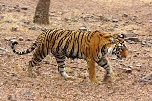 Images Dated 12th March 2008: Royal Bengal Tiger on the move, Ranthambhor National Park, India