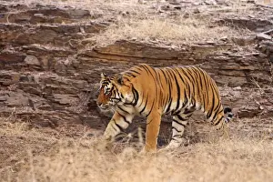 Royal Bengal Tiger on the move, Ranthambhor National Park, India