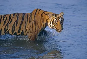 Royal Bengal Tiger moving in the river Ramganga, Corbett National Park, India
