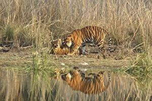 Royal Bengal Tiger playing at the Rajbagh lake front