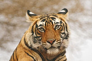 Royal Bengal Tiger - a portrait, Ranthambhor