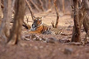 Royal Bengal Tiger, Ranthambhor National