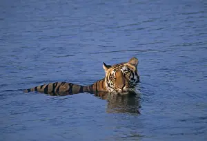 Royal Bengal Tiger in the river Ramganga, Corbett National Park, India