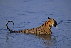 Royal Bengal Tiger in the river Ramganga, Corbett National Park, India
