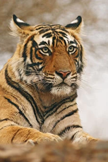Royal Bengal Tiger on the rock, Ranthambhor
