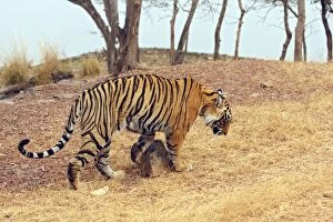 Images Dated 13th March 2008: Royal Bengal Tiger rubbing / scratching feet against rock, Ranthambhor National Park, India