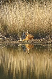 Royal Bengal Tiger sitting at the lake front