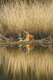 Big Cat Prints: Royal Bengal Tiger sitting at the lake front, Ranthambhor National Park, India