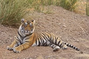 Royal Bengal Tiger sitting outside grassland