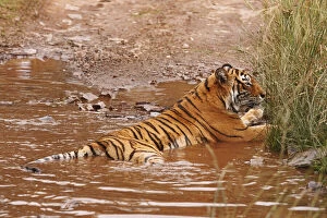 Royal Bengal Tiger sitting in the rain-filled
