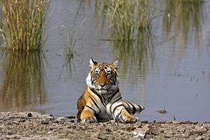 Royal Bengal Tiger sitting in the Rajbagh