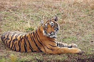 Royal Bengal Tiger sitting, Ranthambhor