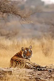 Ranthambhor Prints: Royal Bengal Tiger sitting on the rock, Ranthambhor National Park, India