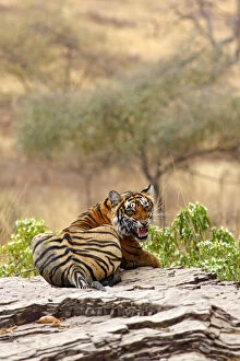 Back Gallery: Royal Bengal Tiger snarling, Ranthambhor